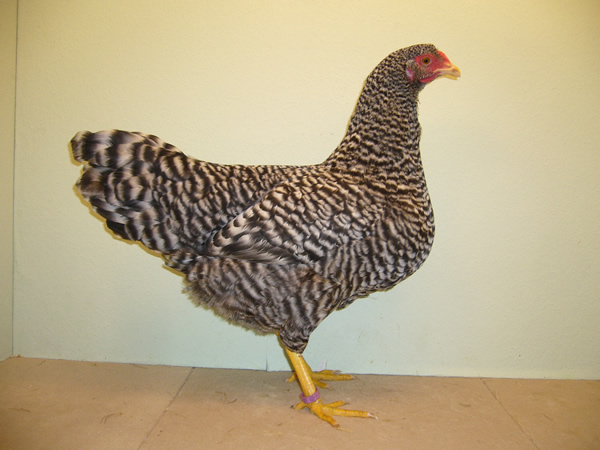 Dominikaner gesperbert 